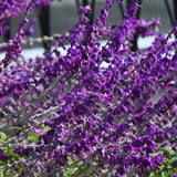 3 Purple Live Sage Plants, 5 Inch Tall