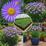 Purple Daisy Plant Live, Patio Container Flower, 3 Inch Pot