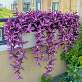 4 Purple Live Wandering Jew Plants, Indoor Houseplant, 4-8 Inch Tall