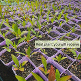 3 Yellow Live Primrose Plants, Vibrant Bloom Flower Plant, 3 Inch Pot