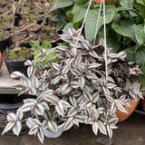 Variegated Live Wandering Jew Plant, Indoor Houseplant, 2 Inch Pot