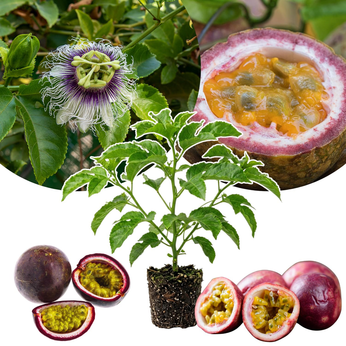 High Yield Passionfruit Vine Live Plant, Trellis Fruit Vine, 4-6 Inch Tall