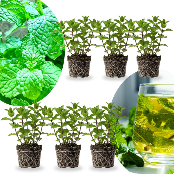 6 Spearmint Live Plants, 3-6 Inch Tall