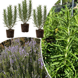 Set of 3 Rosemary Herb Plants Live 4-6 Inc Tall