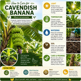 Cavendish Banana Tree, Hardy Banana Live Plant, 4-7 Inch Tall, 4 Inch Pot