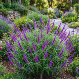 3 Purple Live Sage Plants, 5 Inch Tall