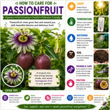 Purple Passion Fruit Live Plant, Outdoor Garden Fruit Vine, 4-6 Inch Tall