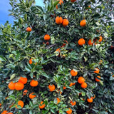 Navel Orange Tree Live Plant, Fragrant Citrus Blooms, Gallon Pot