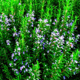 Rosemary Live Plant, Indoor Outdoor Herb Plant, 5-7 Inch Tall, 4 Inch Pot