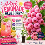 2 Pink Lemonade Blueberry Plants Live for Planting, 4-6 Inc Tall, Sweet Blueberry Bushes Live Plant, Fruit Tree, High Yielding, No Pot