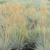 2 Blue Fescue Grass Plants Live, Hardy Ornamental Grass, 4-8 Inch Tall
