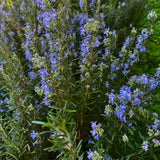 3 Blue Rosemary Plants Live, Starter Plant, 4-6 Inch Tall