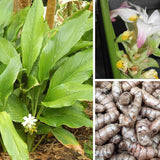 10 Yellow Turmeric Roots, Indoor Outdoor Plant