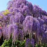 10 Purple Wisteria Seeds for Planting