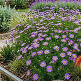 Purple Daisy Plant Live, Patio Container Flower, 3 Inch Pot