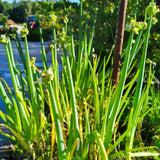 200 Egyptian Walking Onion Seeds for Planting, Garden Plant