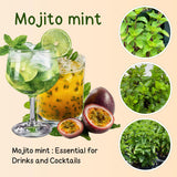 2 Mojito Mint Herb Live Plants, 4-5 Inch Tall