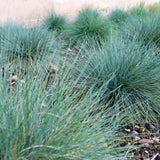 2PPP Blue Fescue Grass Plant, Ornamental Perennial Grass, 4-8 Inch Tall