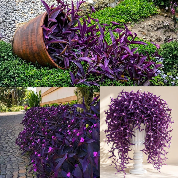 2 Purple Live Wandering Jew Plants, Tropical Houseplant, 4-8 Inch Tall