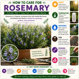 Rosemary Live Plant, Blue Rosemary for Garden, Edible Perennial, 3-5'' Tall
