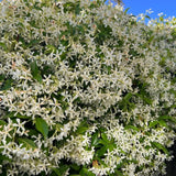 Green Star Jasmine Plant, White Fragrant Flower, 10 Inch Tall, 3 Inch Pot