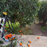 Navel Orange Fruit Live Plant, Edible Citrus Tree, 1-2 Ft Tall, Gallon Pot