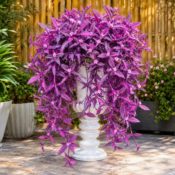 4 Purple Live Wandering Jew Plants, Indoor Houseplant, 4-8 Inch Tall
