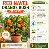 Red Navel Orange Plant Live, Air-Layered Orange Bush Citrus, 1-2 Ft Tall