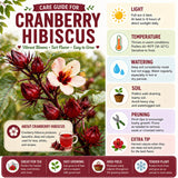 2 Cranberry Hibiscus Live Plants, Red Hibiscus Flower, 4-6 Inch Tall