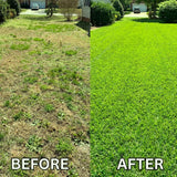 50000 Zoysia Grass Seeds for Planting, Indoor Outdoor Plant