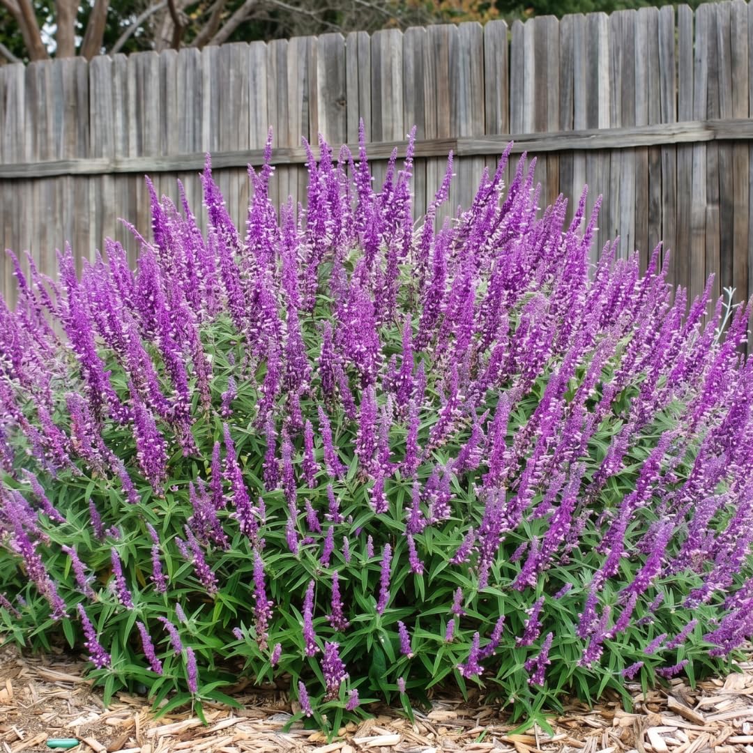 4 Purple Sage Live Plants, Salvia Plants, Outdoor Garden Plant, 4-6 Inch Tall