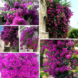 Set 2 Purple Bougainvillea Live Plant 5-7 Inch Tall