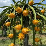 3 Random Dragon Fruit Plants Live, No Pot, 3-6 Inches Tall Tropical Cactus Live Plant, Sweet Edible Fruit for Outdoor Planting, Hardy and Well-Rooted