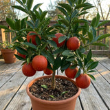 Red Navel Orange Plant Live, Air-Layered Orange Bush Citrus, 1-2 Ft Tall