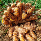 10 Yellow Turmeric Roots, Indoor Outdoor Plant