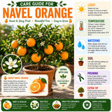 Navel Orange Fruit Live Plant, Edible Citrus Tree, 1-2 Ft Tall, Gallon Pot