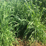 5 Lb Rye Cover Crop Garden Seeds, Heirloom Garden Seeds