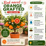 Red Navel Orange Tree Plant, Grafted Citrus Plant 2-3 Ft Tall, 1 Gallon Pot