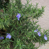 3 Blue Live Rosemary Plants, Starter Plant, 4-6 Inch Tall