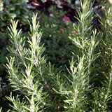 Rosemary Live Plant, Blue Rosemary for Garden, Edible Perennial, 3-5'' Tall