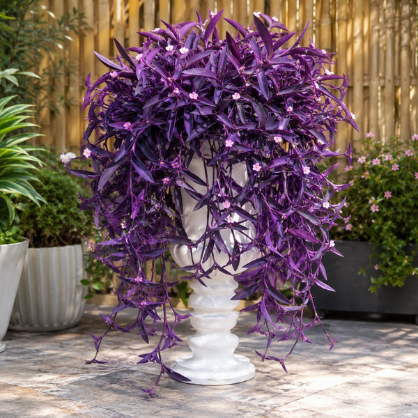 4 Purple Wandering Jew Live Plants, Indoor Houseplant, 4-8 Inch Tall
