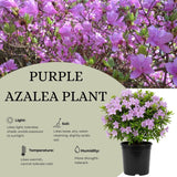 Purple Azalea Flower Plant, 5-10" Height