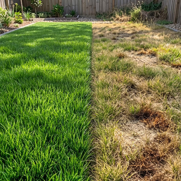 90000 Green Emerald Zoysia Grass Seeds for Planting, Indoor Outdoor Plant
