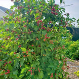 2 Arapaho Thornless Blackberries Plant Live, Sweet Fruit, 4-7 Inch Tall