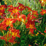 10 Orange Daylily Bulbs for Planting, Ready to Grow Plant