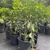 1.5 Years Old Seedless Orange Mandarin Orange Tree Live Plant, 1-2 Ft Tall