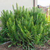 Rosemary Live Plant, Outdoor Garden Herb Plant, 4-7 Inch Tall, 4 Inch Pot