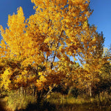 Quaking Aspen Tree Live Plant, Fall Color Tree, 6-9 Inch Tall