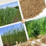 5 Lb Rye Cover Crop Garden Seeds, Heirloom Garden Seeds