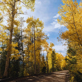 Quaking Aspen Tree Live Plant, Fall Color Tree, 6-9 Inch Tall